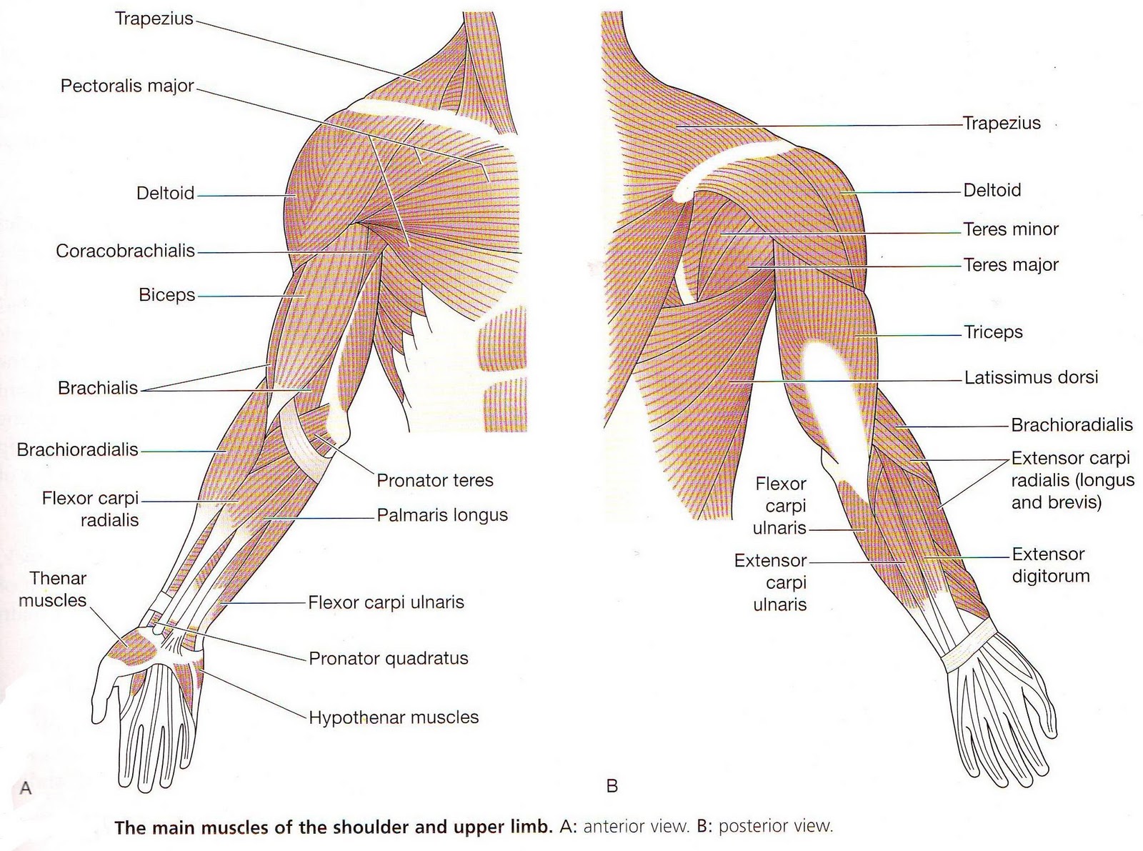 upper limb muscles upper limb muscles